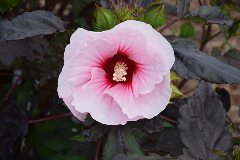 Hibiscus moscheutos 'Carousel Pink Candy'