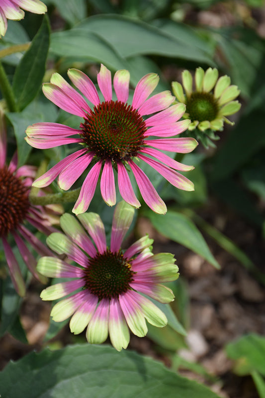 Echinacea 'Green Twister'