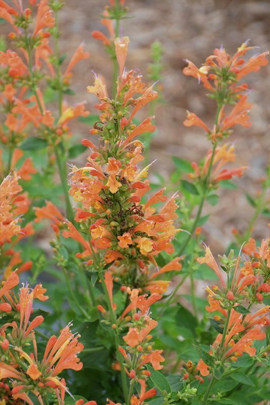 Agastache 'Poquito Orange'