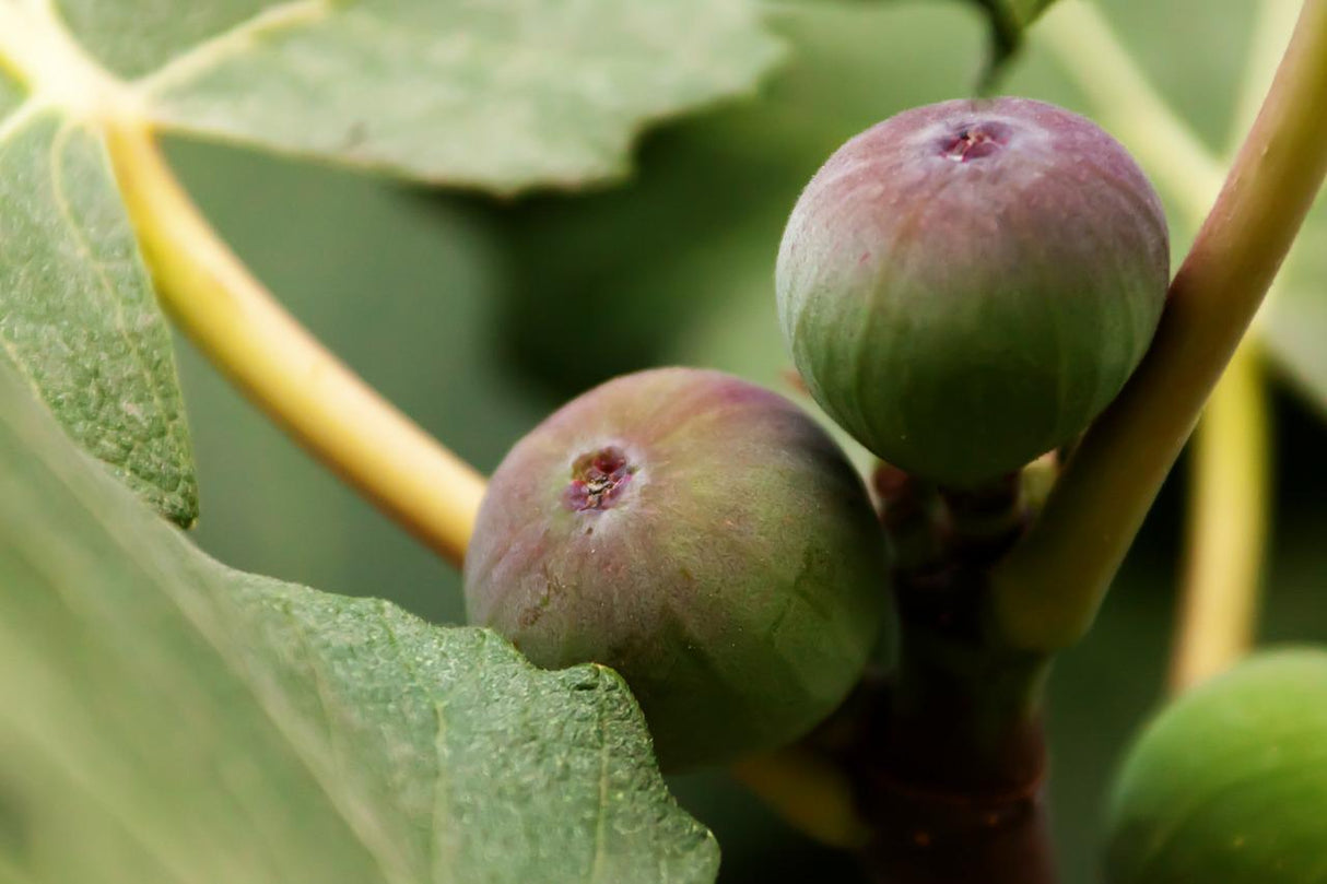 Ficus carica 'GE Neri'
