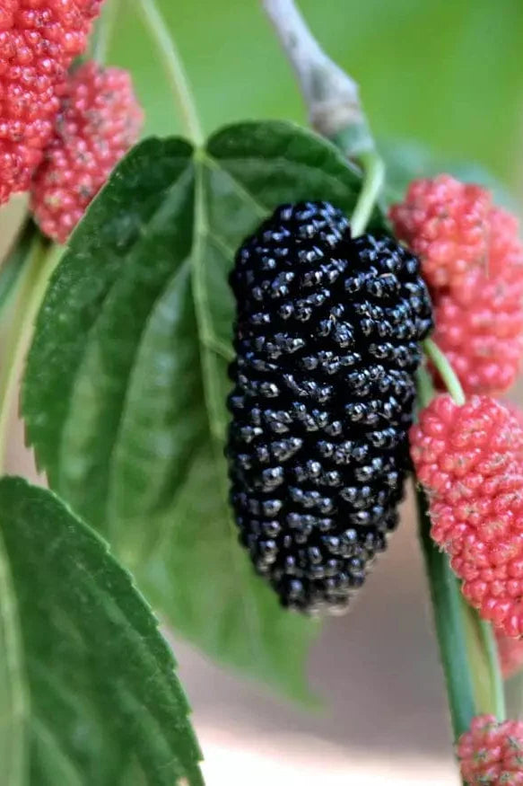 Morus nigra 'Black Beauty'
