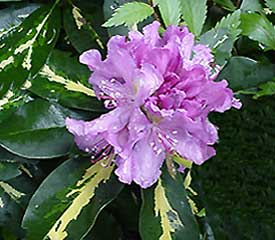 Rhododendron 'Goldflimmer'
