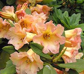 Rhododendron 'Goldsworth Orange'