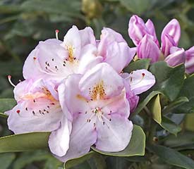 Rhododendron 'Gomer Waterer'