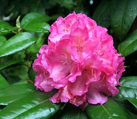 Rhododendron 'Graf Zeppelin'
