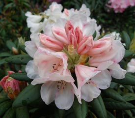 Rhododendron yaku 'Grumpy'