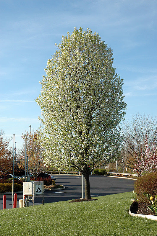 Pyrus calleryana 'Chanticleer'