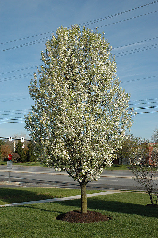 Pyrus calleryana 'Redspire'