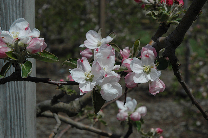 Apple - Malus 'Gravenstein'