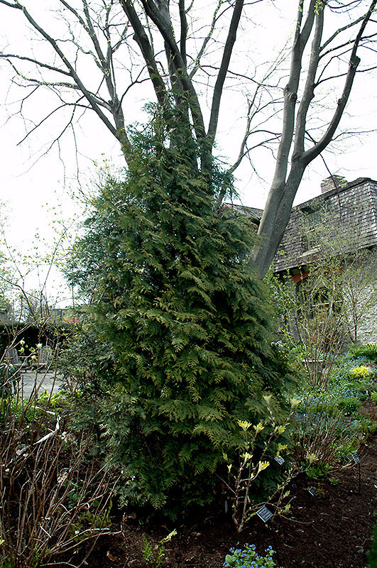 Thuja plicata 'Excelsa'