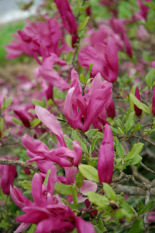 Magnolia soulangeana 'Susan'