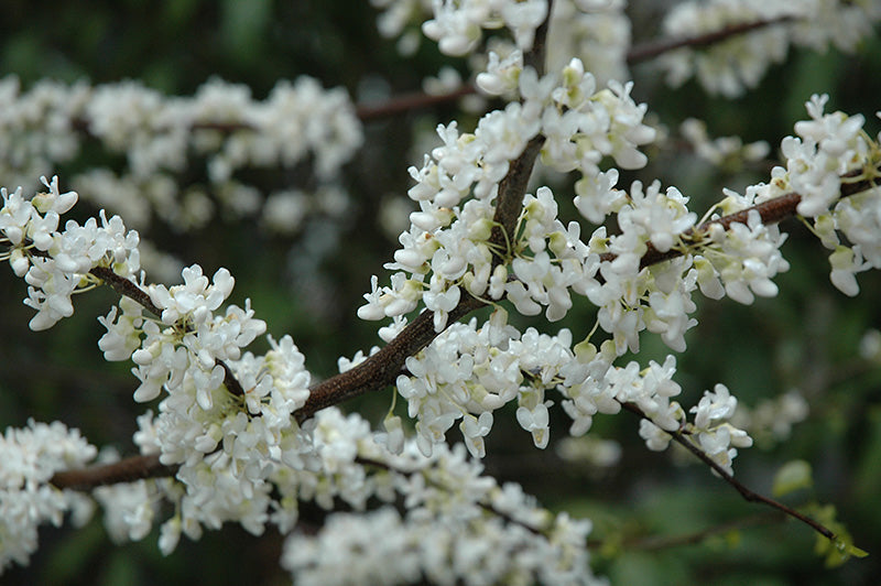 Cercis canadensis 'Alba'