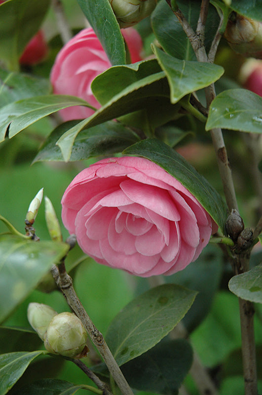 Camellia japonica 'Pearl Maxwell'