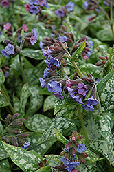 Pulmonaria 'High Contrast' (Lungwort)