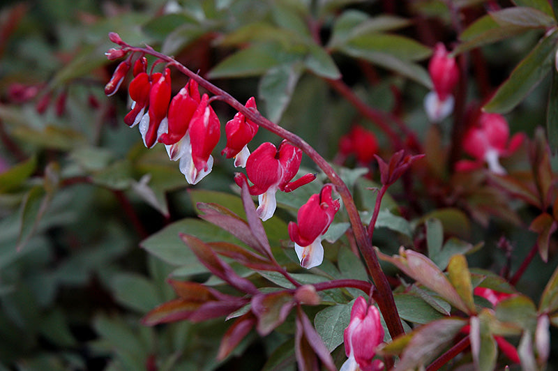 Dicentra spectabilis 'Hordival' 'Valentine'