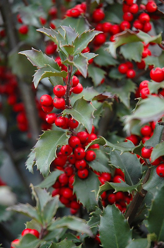 Ilex meserveae 'Blue Prince/Princess'