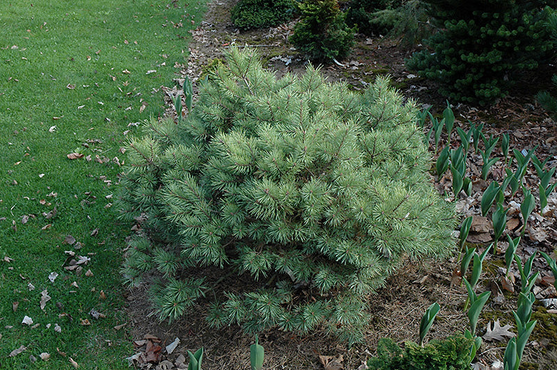 Pinus sylvestris 'Beacon Hill'