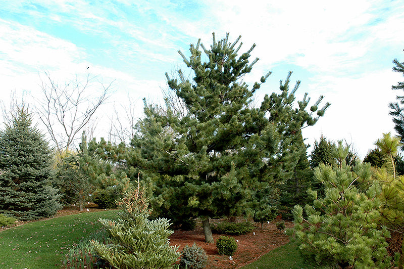 Pinus parviflora 'Tempelhof'