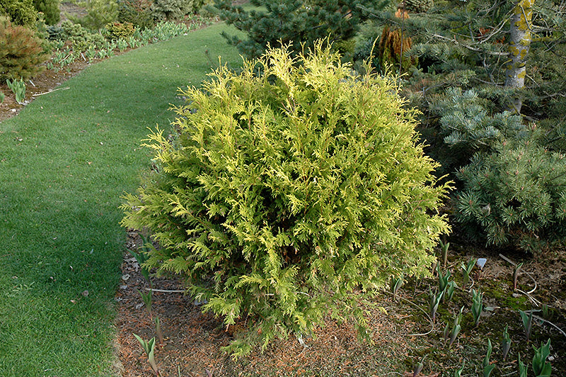 Thuja occidentalis 'Golden Globe' – Green Thumb Garden Centre