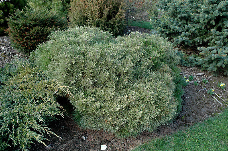 Pinus nigra 'Globosa'