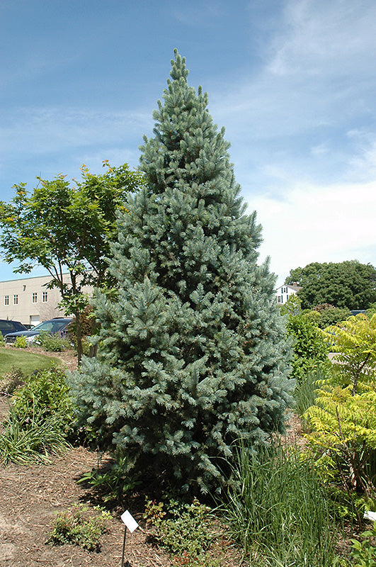 Picea pungens 'Fastigiata'