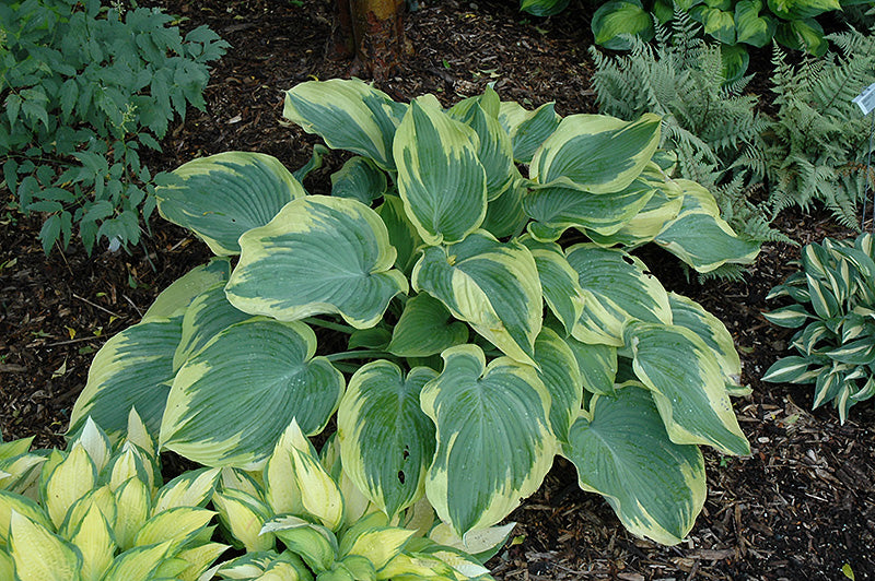 Hosta 'Earth Angel'