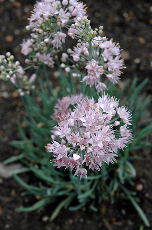 Allium senescens 'Blue Eddy'