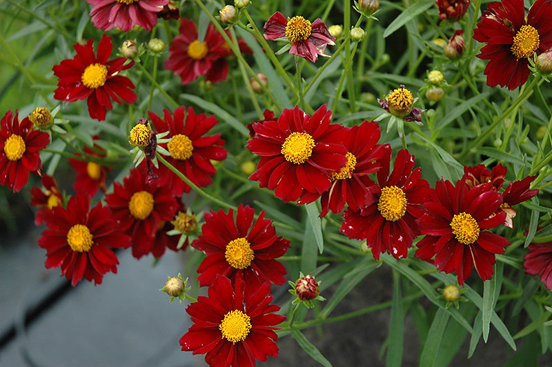 Coreopsis 'Big Bang Mercury'