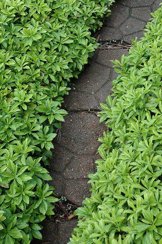 Pachysandra terminalis 'Green Carpet'