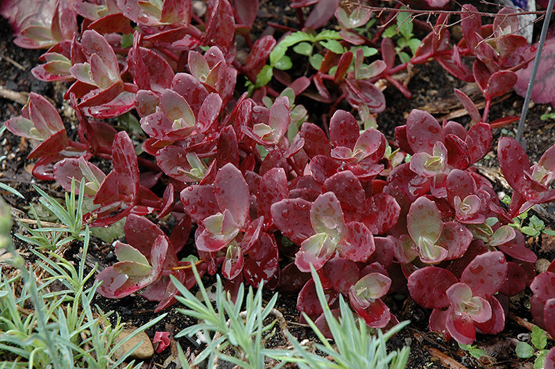 Sedum hybrida 'SunSparkler Firecracker'