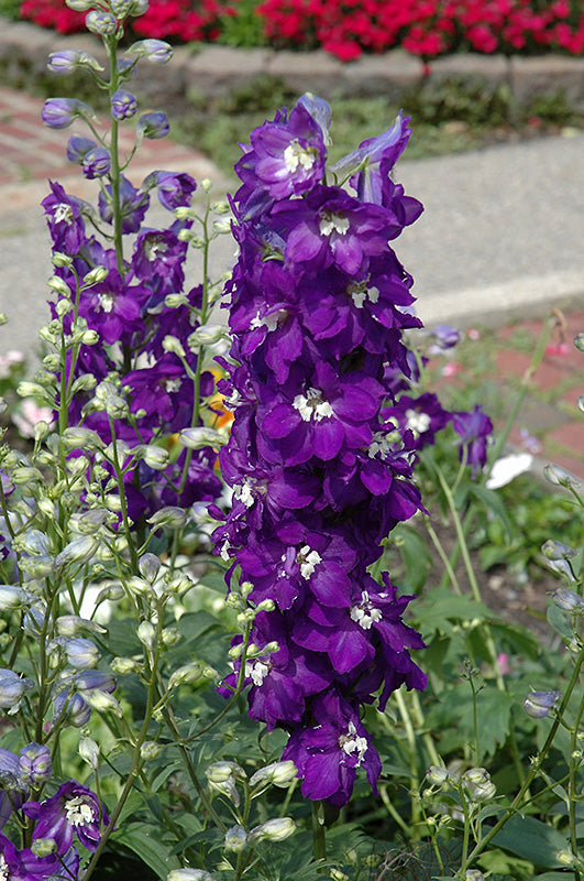 Delphinium 'Purple Passion'