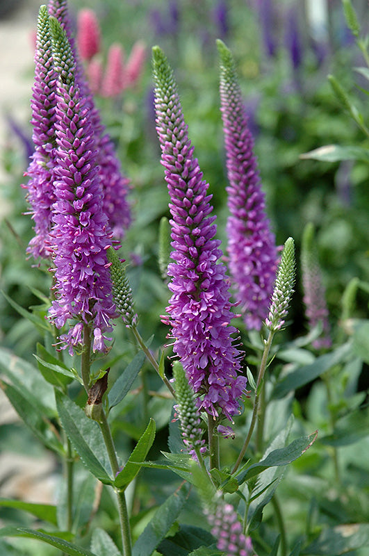 Veronica 'Purpleicious'