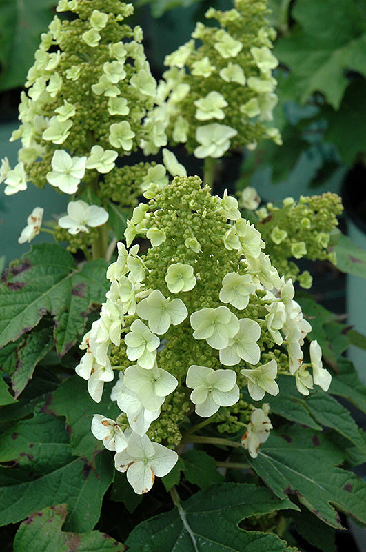 hydrangea quercifolia  'Munchkin'