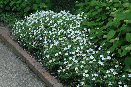 Geranium sanguineum 'Album'
