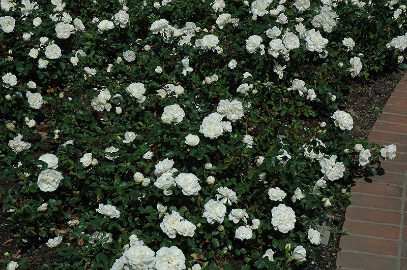 Rosa 'White Meidiland'