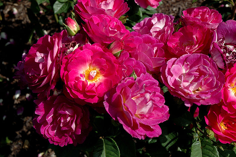 Rosa 'Outta The Blue'