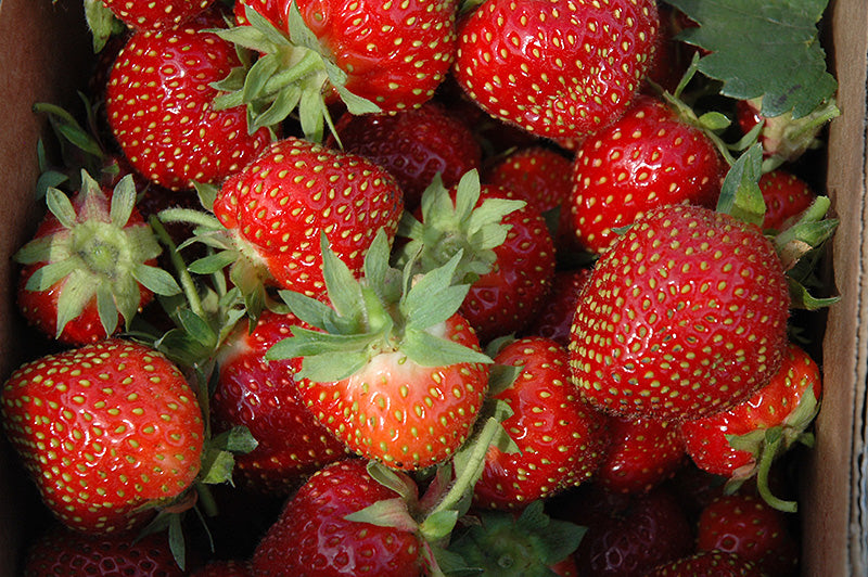 Pkg.10 STRAWBERRY All Star