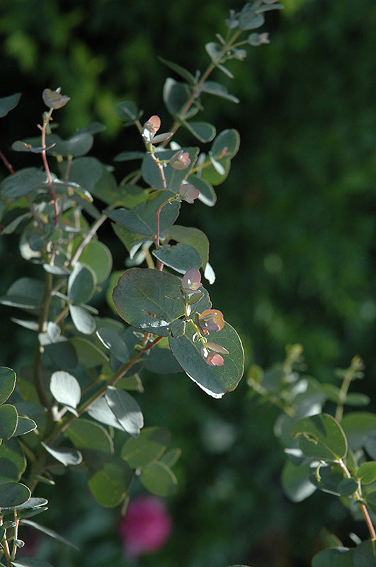 Eucalyptus gunnii 'Silver Drop'