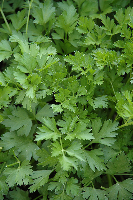 Parsley - Parsley Italian Flat Leaf