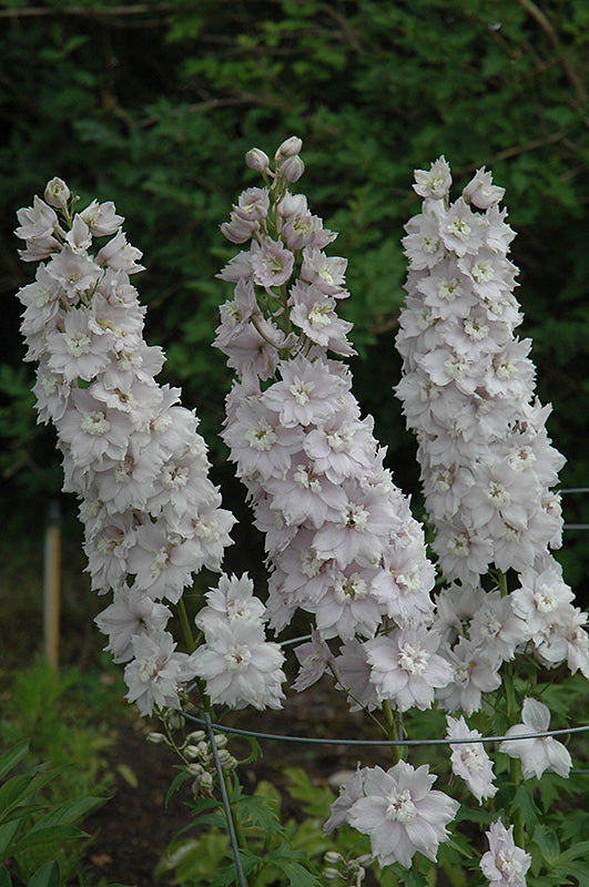 Delphinium elatum 'Double Innocence'