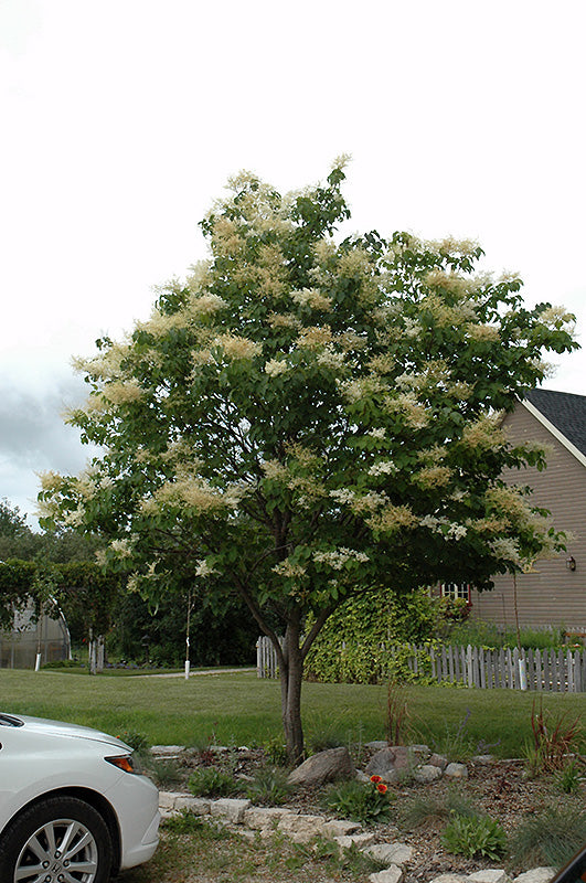 Syringa reticulata