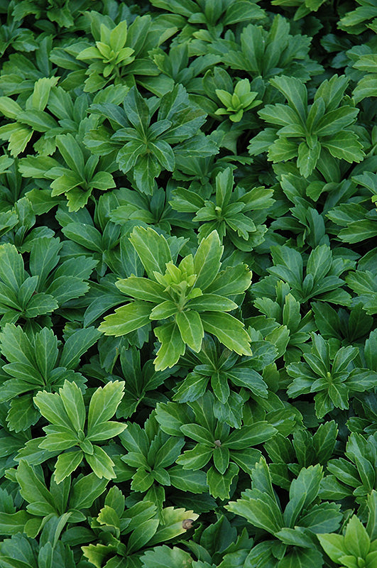 Pachysandra terminalis 'Green Sheen'