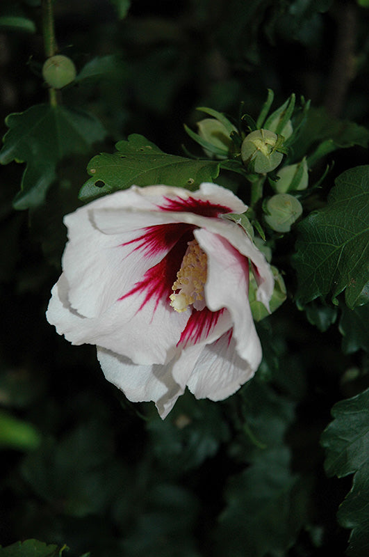 Hibiscus syriacus 'Helene'