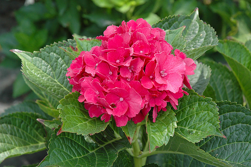 Hydrangea macrophylla 'Masja'