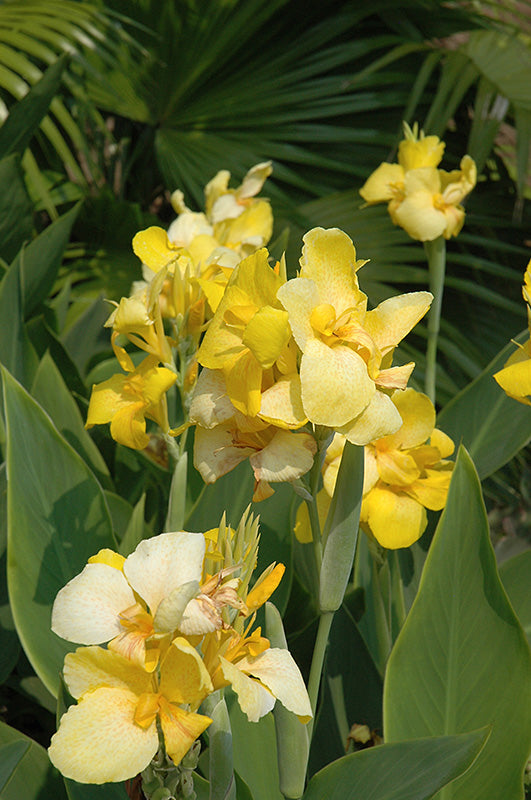 Canna cannova 'Yellow' – Green Thumb Garden Centre
