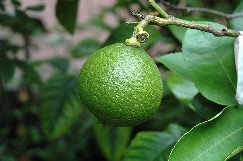 Citrus bergamia