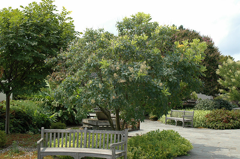 Cotinus obovatus