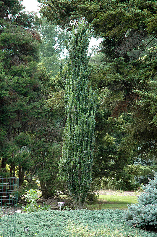 Ilex crenata 'Sky Pencil'