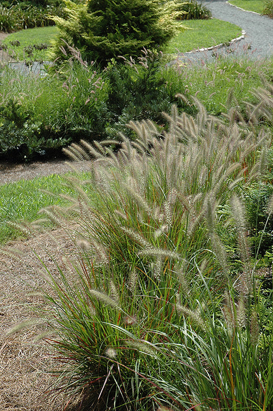 Pennisetum alopecuroides 'Cassian'