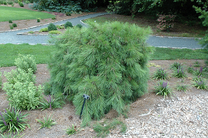 Pinus densiflora 'Pendula'